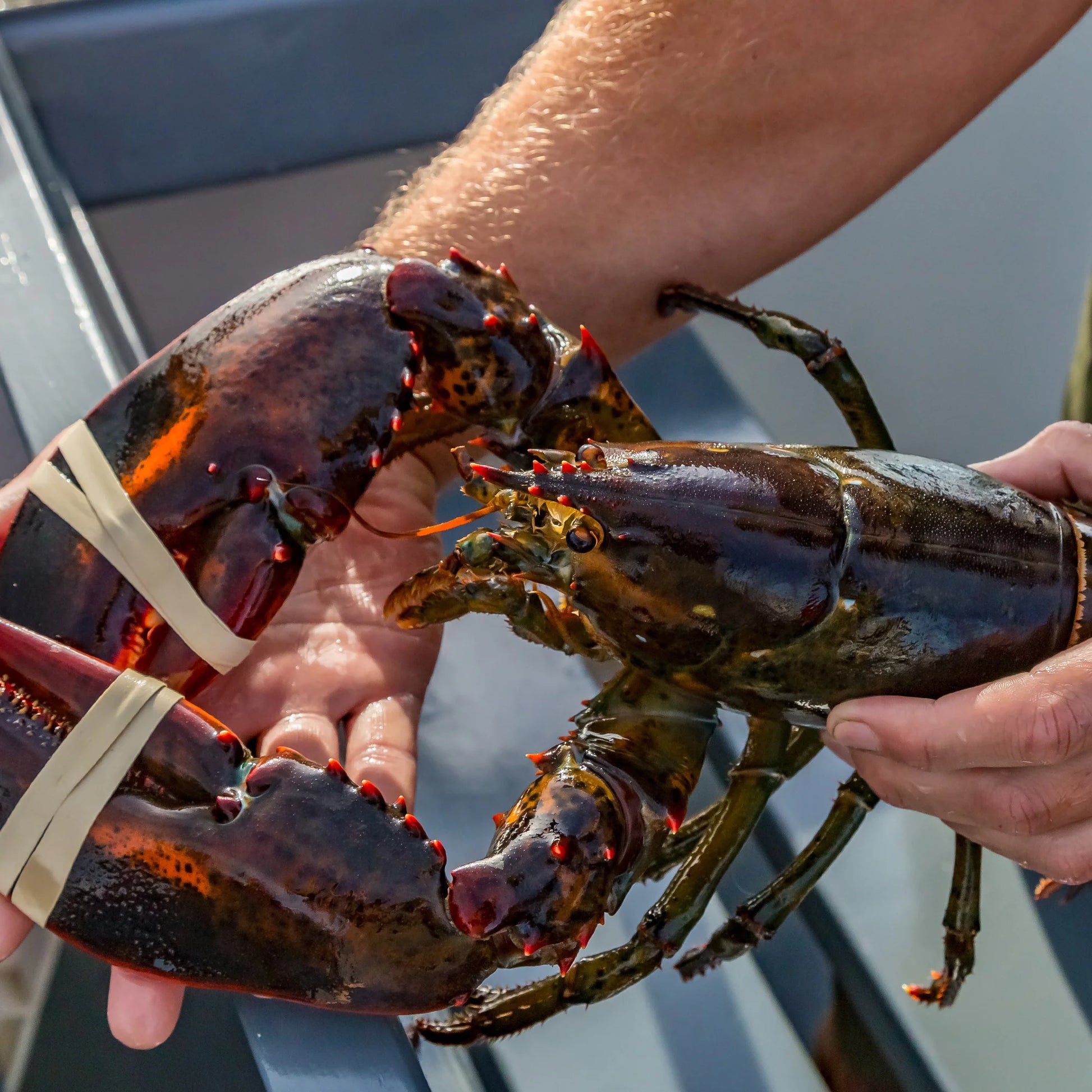Close up image of man holding a lobster